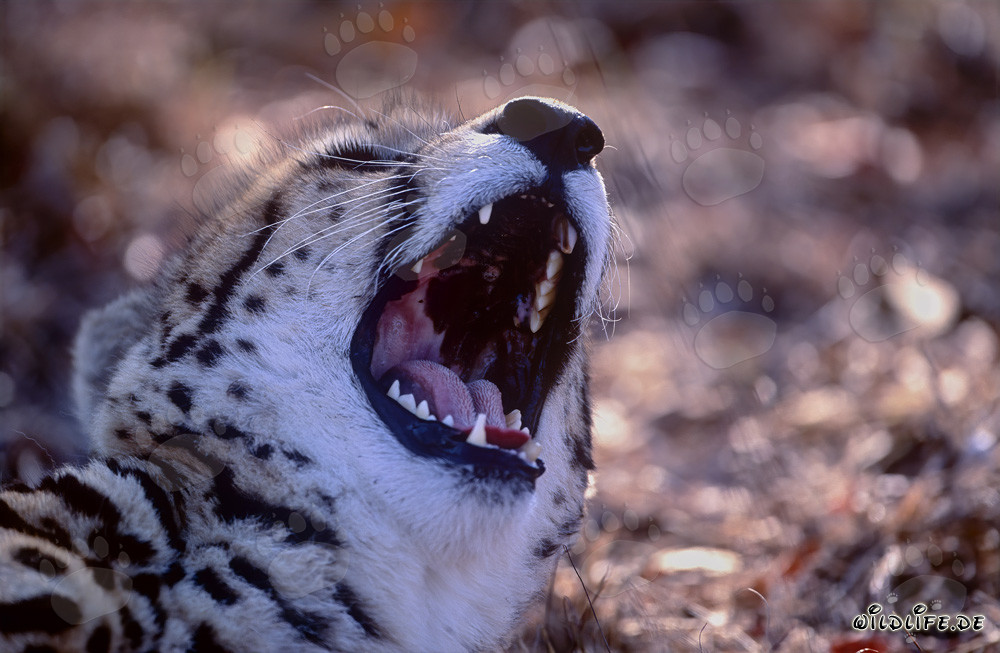 Seltener Königsgepard mit markantem Rachenmuster