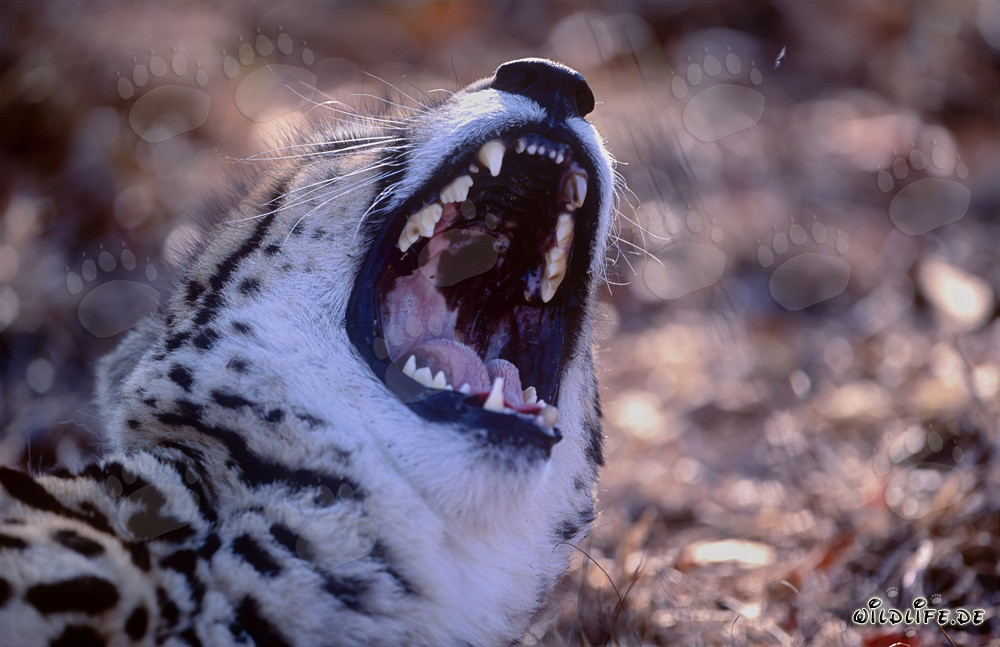 Fascinante Guepardo real muestra impresionantes dientes