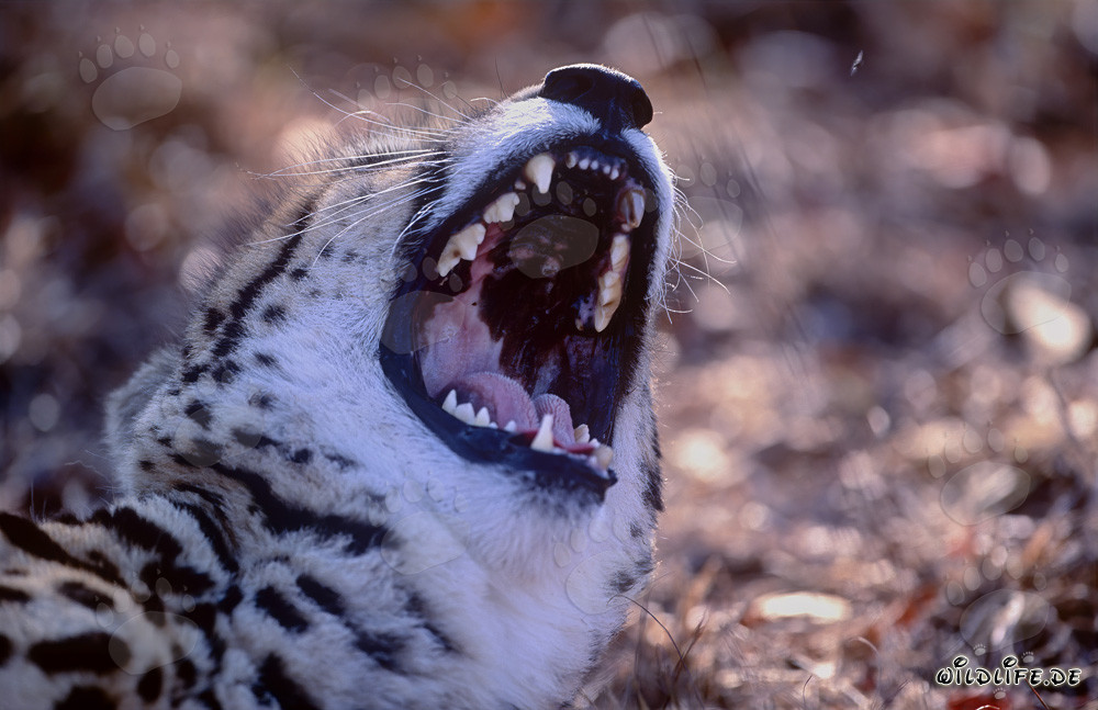 Fascinating King Cheetah displaying impressive teeth