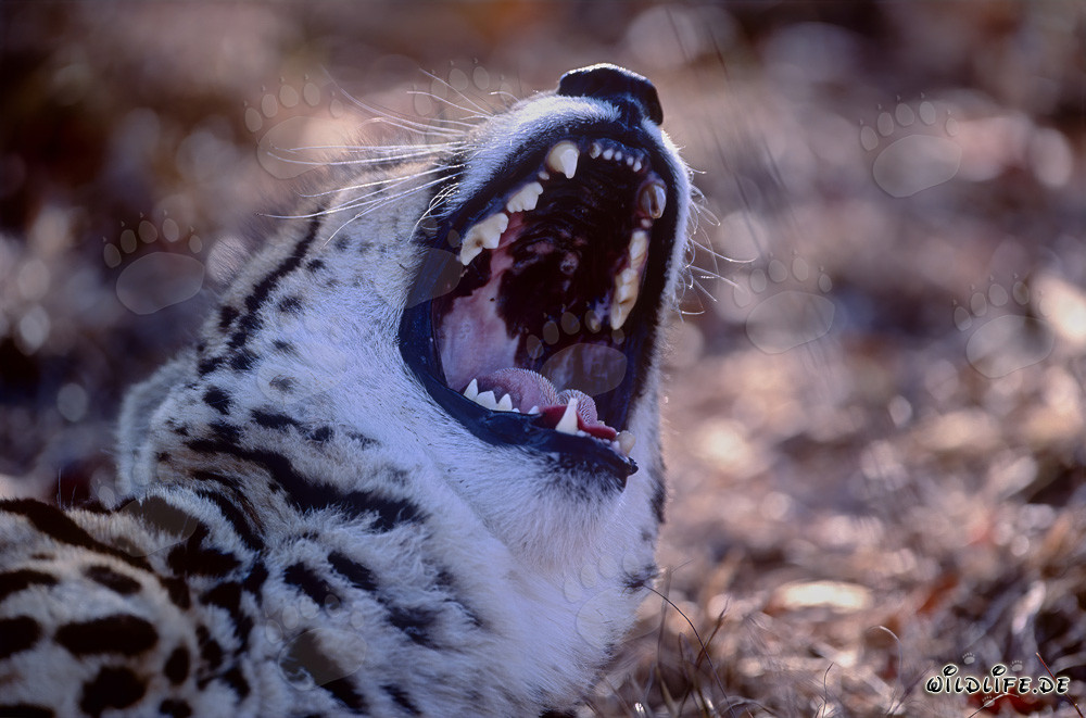 Faszinierender Königsgepard mit geöffnetem Maul