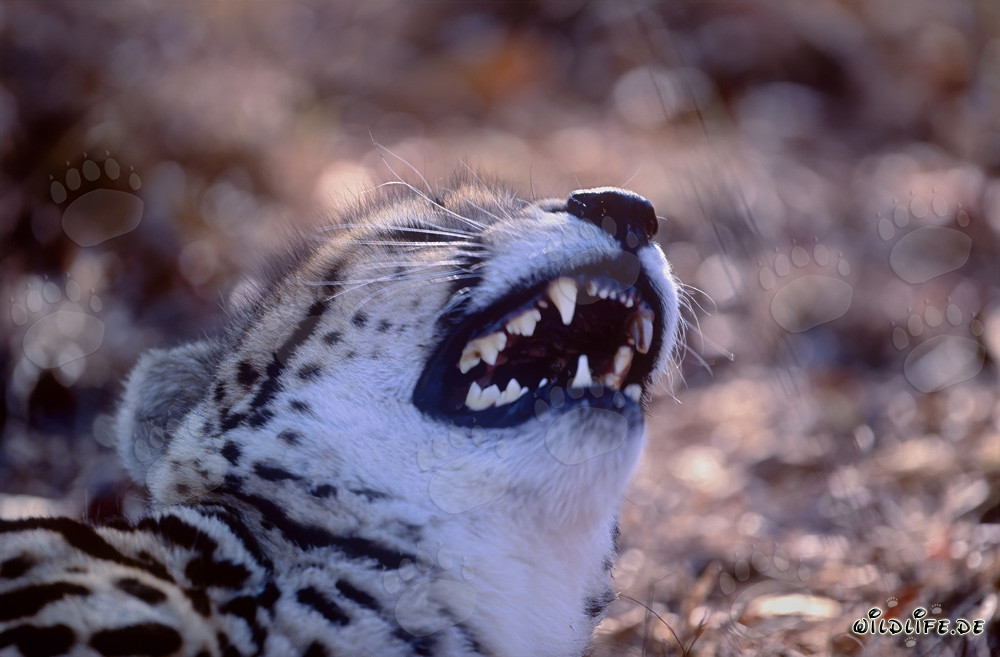 Königsgepard - Majestätische Raubkatze mit markanten Zähnen