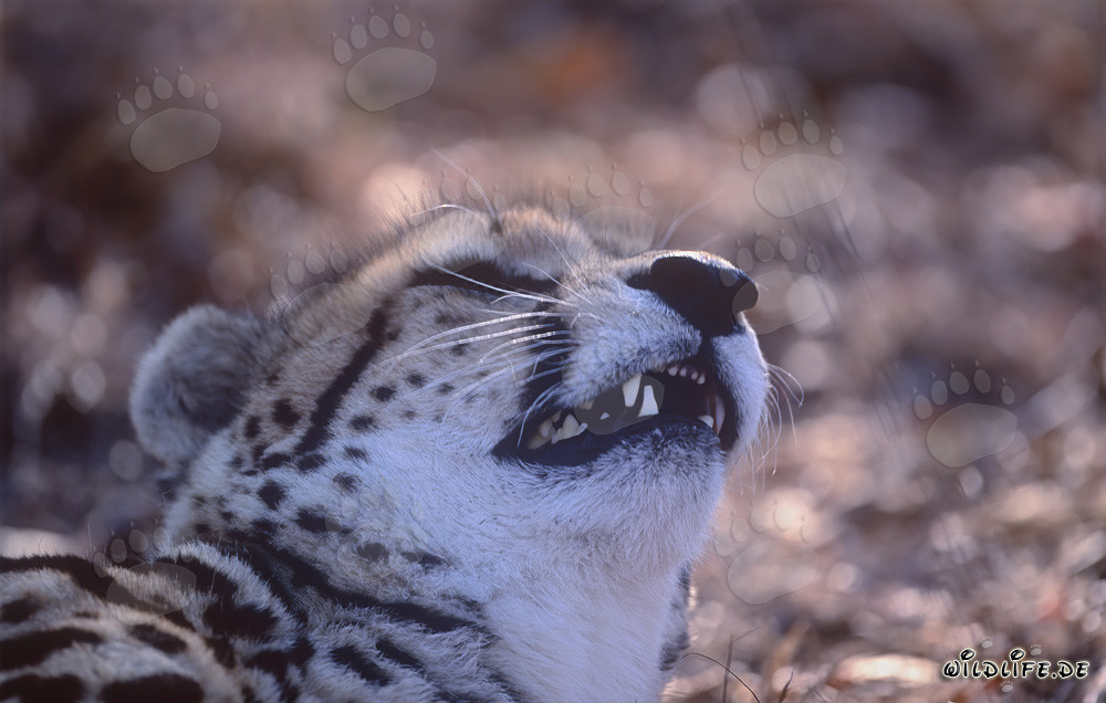 Portrait d'un guépard royal - Chasseur majestueux de la savane