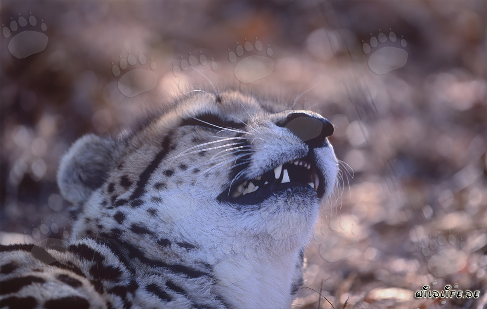 Porträt eines Königsgepards - Majestätischer Jäger der Savanne