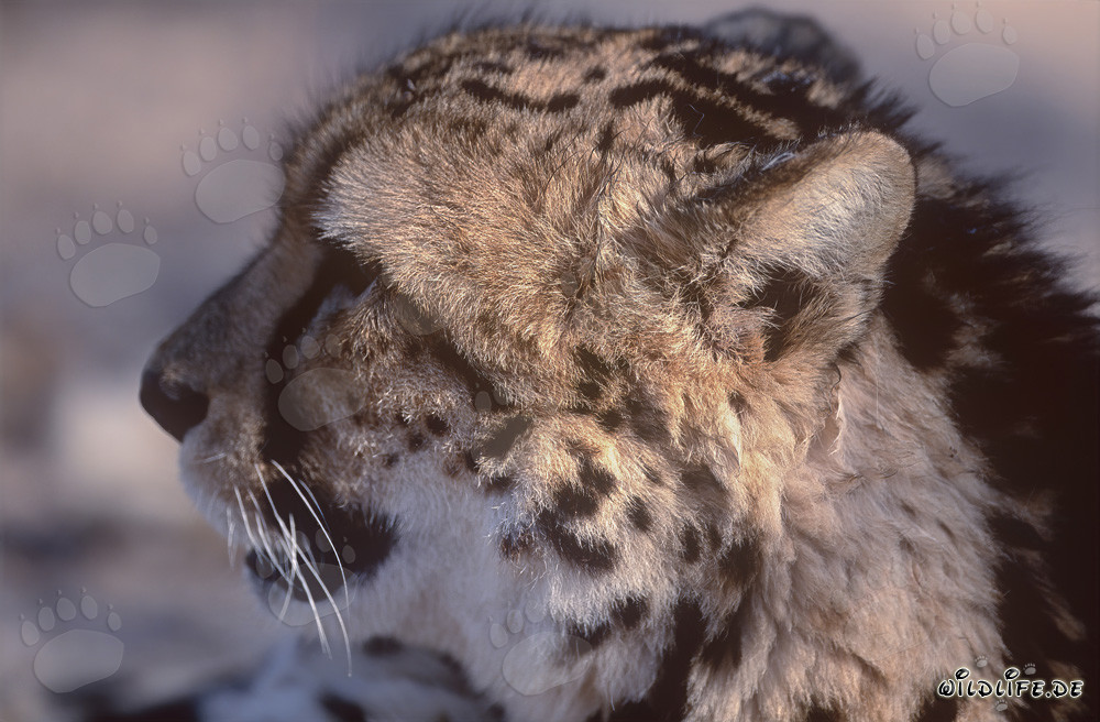 Guépard royal majestueux observant la savane