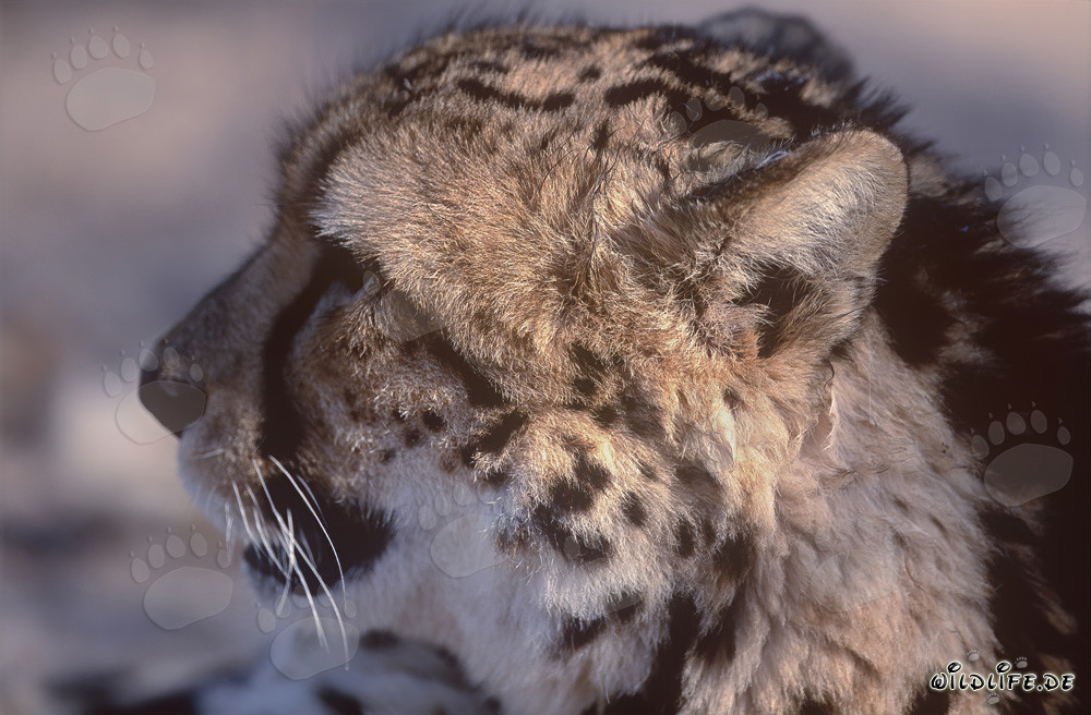 Majestic king cheetah observes the savannah
