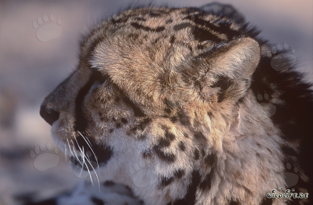 Majestätischer Königsgepard beobachtet die Savanne