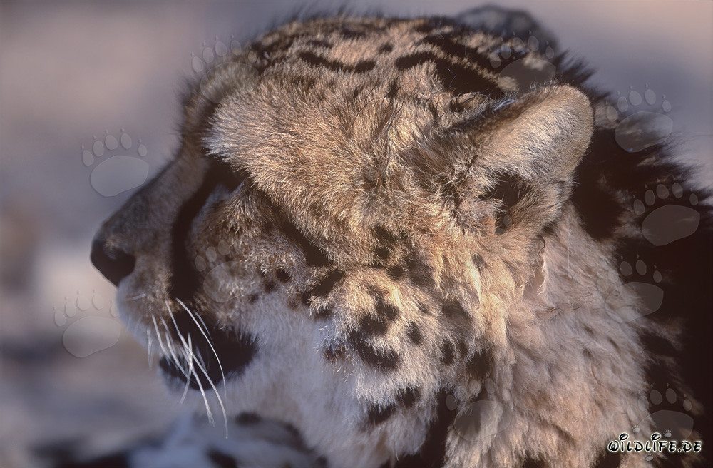Leopardo real majestuoso observando la sabana