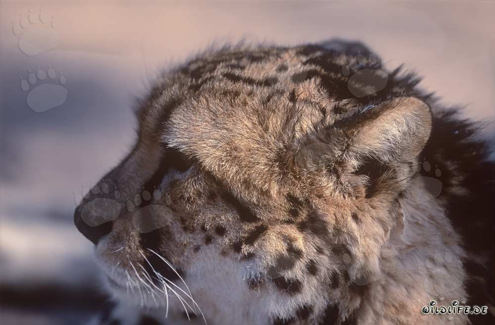 Portrait of a King Cheetah at Hoedspruit Research & Breeding Centre, South Africa
