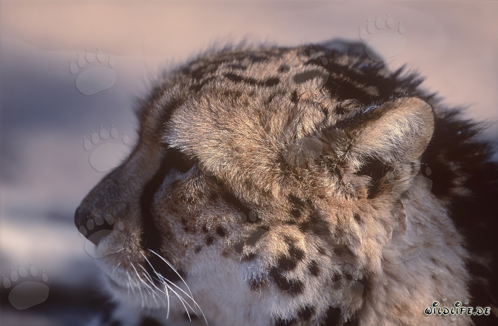Portrait d'un léopard royal au centre de recherche et d'élevage de Hoedspruit, Afrique du Sud
