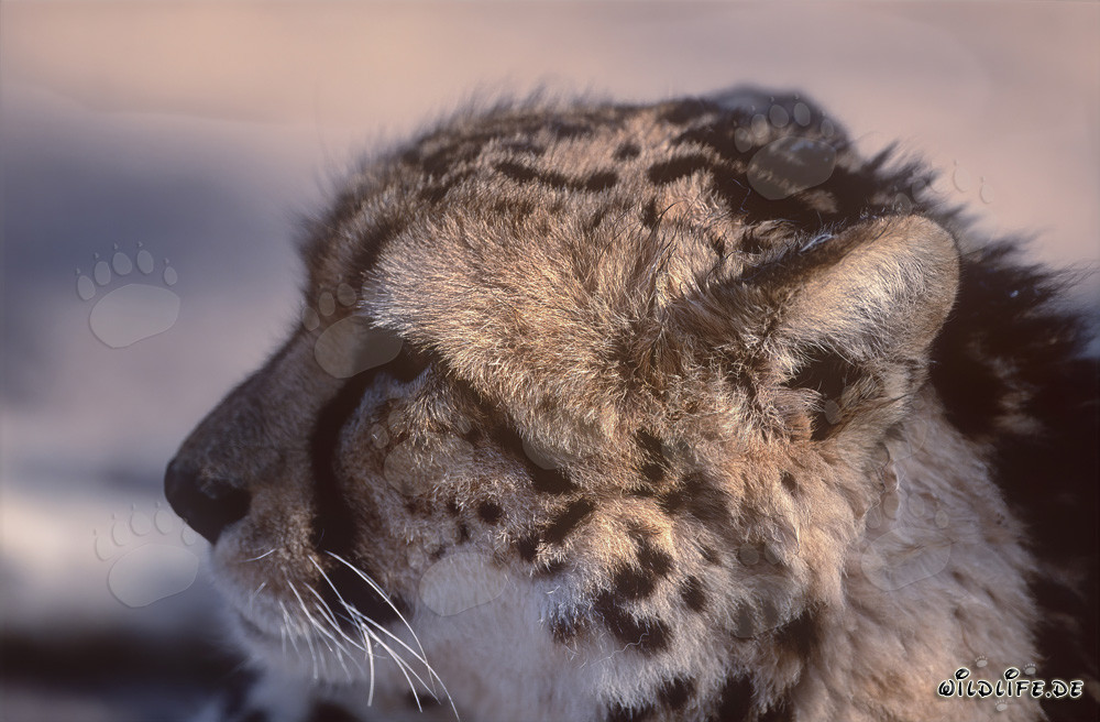 Retrato de un leopardo real en el Centro de Investigación y Cría de Hoedspruit, Sudáfrica