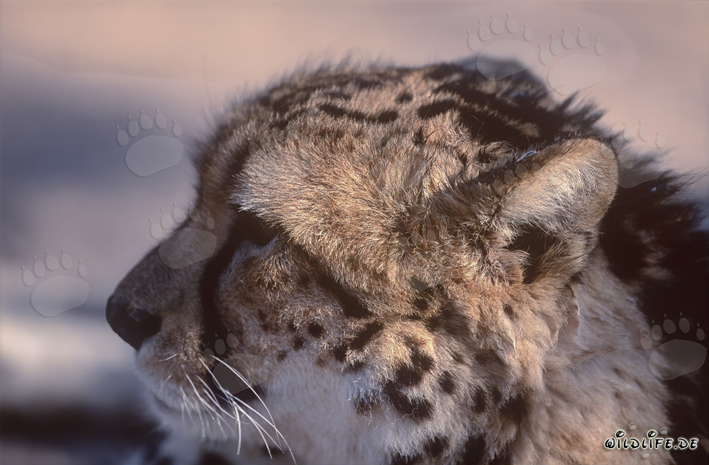 Ritratto di un leopardo reale presso il Centro di Ricerca e Allevamento di Hoedspruit, Sudafrica