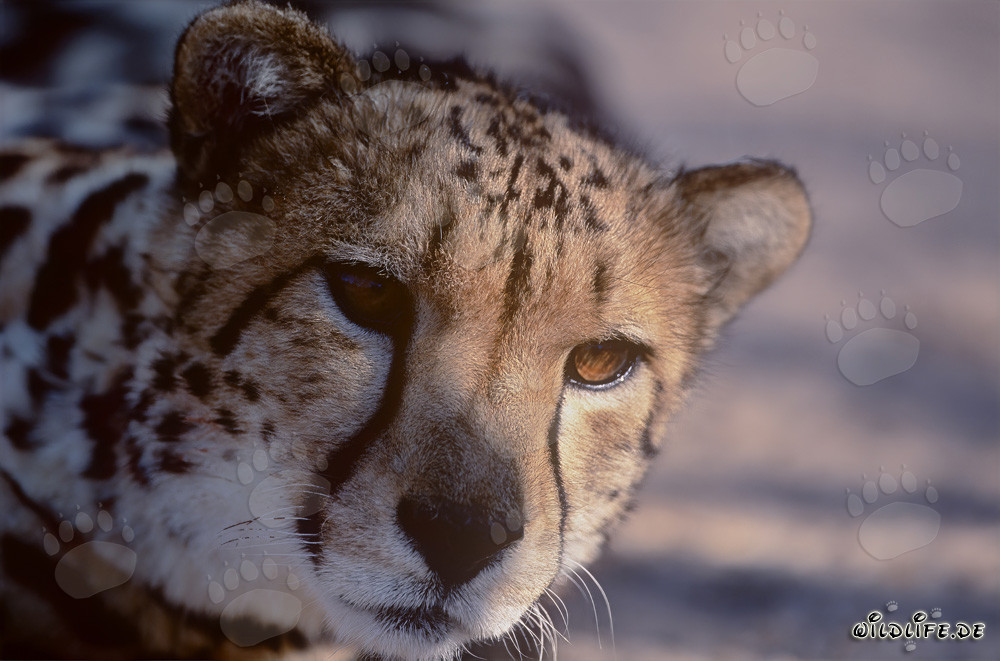 King Cheetah Portrait - Majestic Wild Cat in South Africa