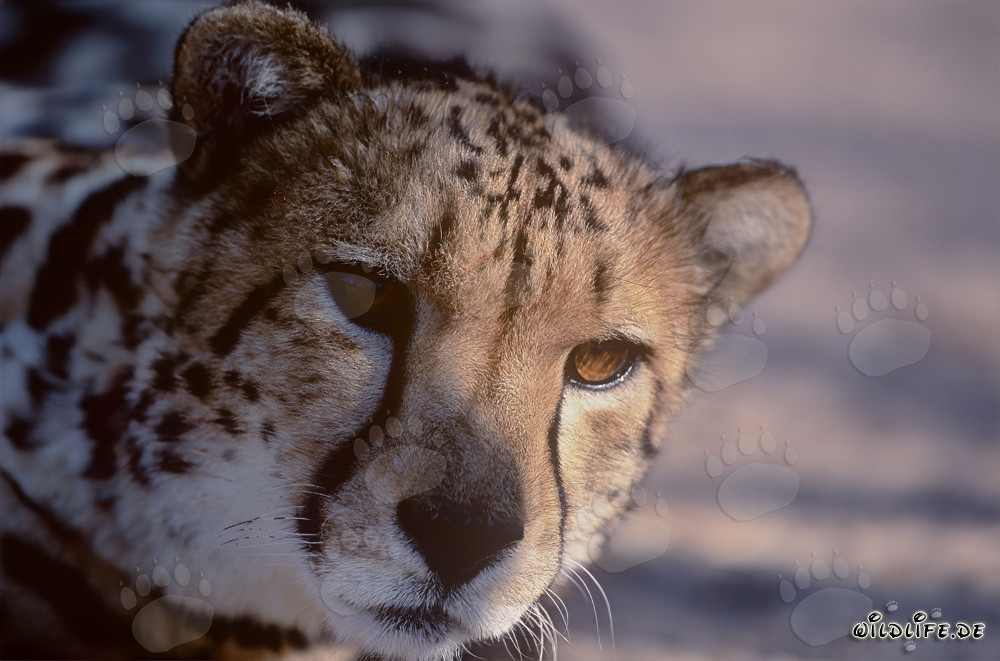 Königsgepard Porträt - Majestätische Wildkatze in Südafrika