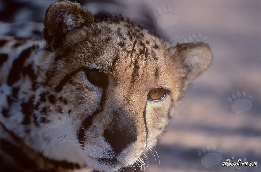Retrato del guepardo real - Majestuoso felino salvaje en Sudáfrica
