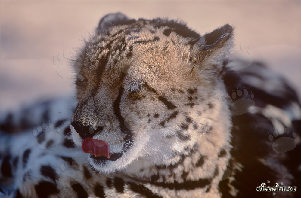 Guépard royal claque la langue