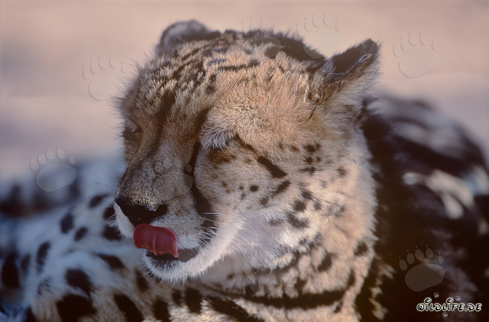 Guepardo real chasquea la lengua