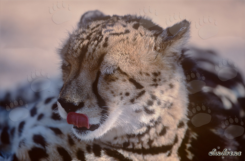 King cheetah clicks his tongue