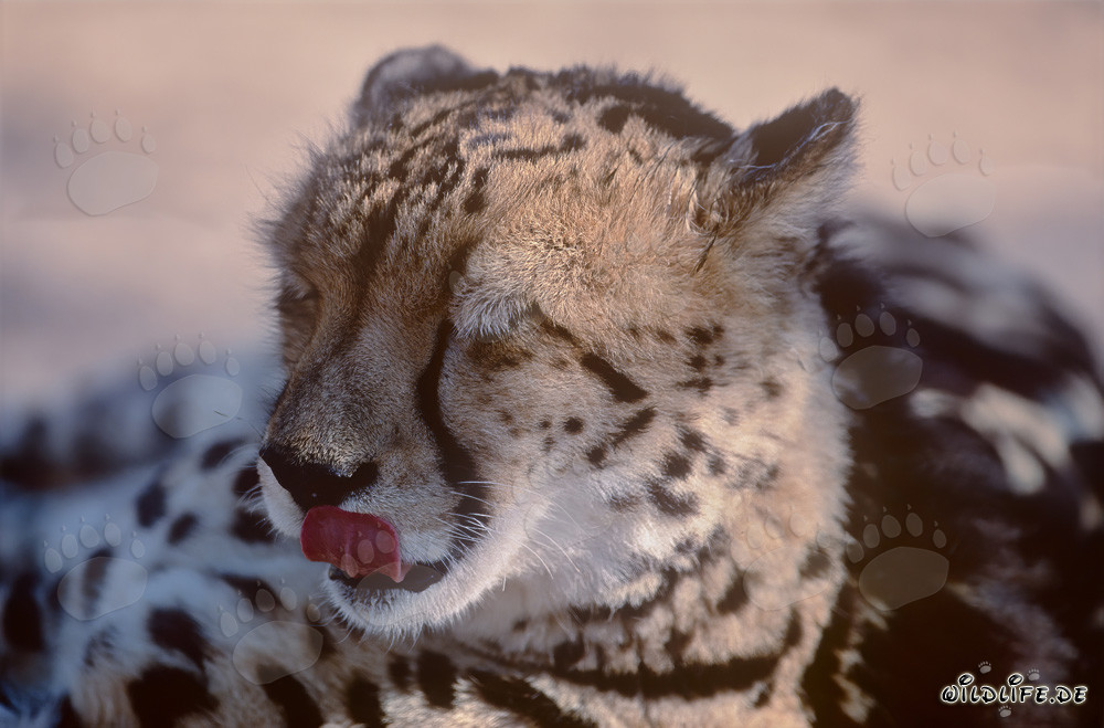 Königsgepard schnalzt mit der Zunge