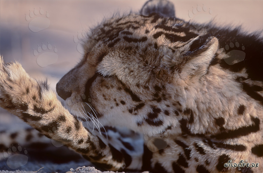 Soin des pattes pour le majestueux guépard royal