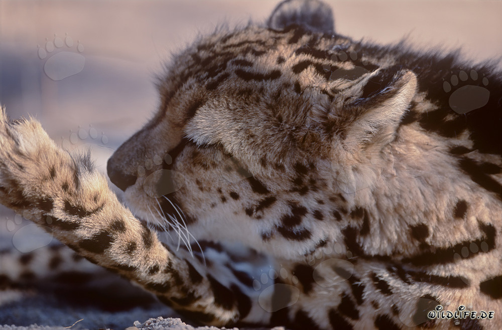 Paw care for the majestic King Cheetah