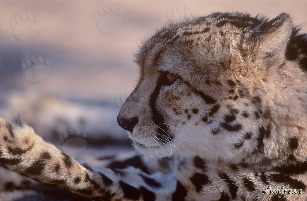 Portrait of the King Cheetah in South Africa