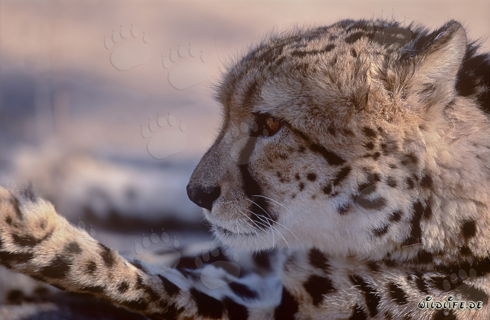 Porträt des Königsgepards in Südafrika