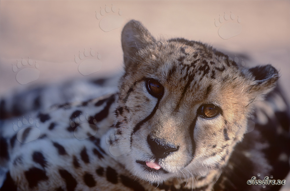 King Cheetah Portrait - Majestic Beauty of the Wilderness
