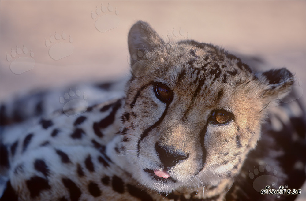 Königsgepard Porträt - Majestätische Schönheit der Wildnis