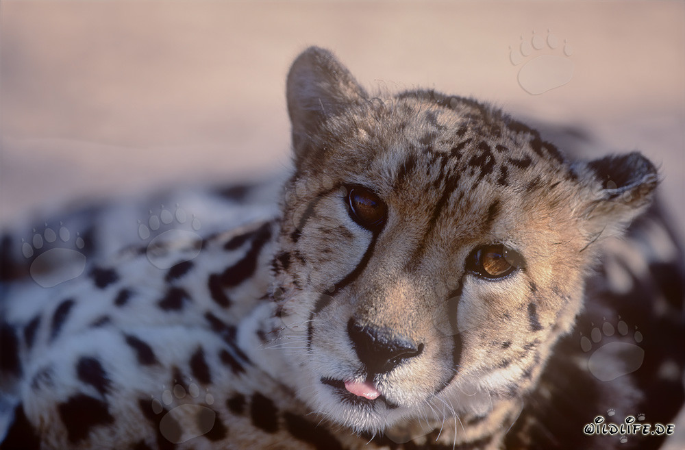 Retrato del guepardo real - La majestuosa belleza de la vida salvaje