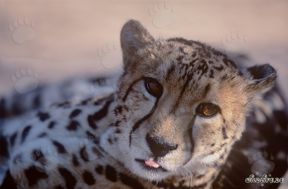 Ritratto del ghepardo reale - La bellezza maestosa della natura selvaggia