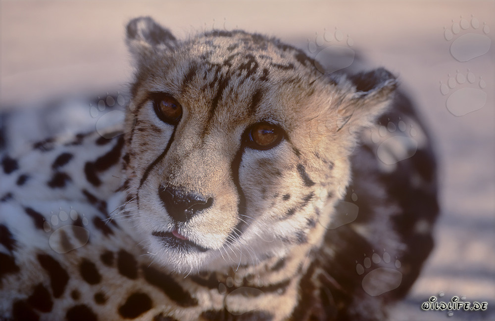 Königsgepard Porträt im Hoedspruit Research & Breeding Centre