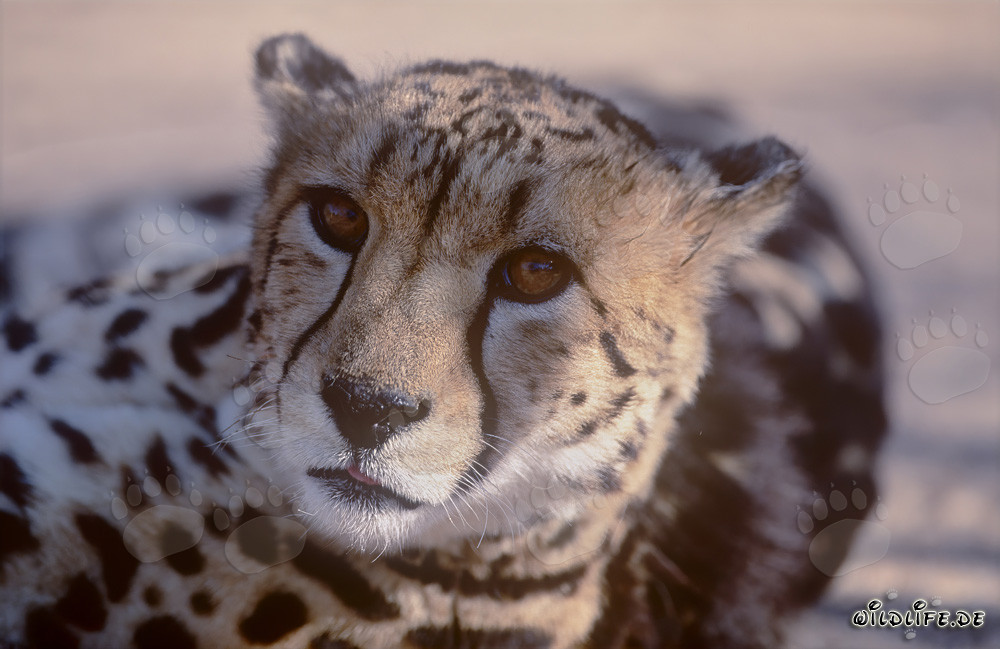 Ritratto del ghepardo reale presso il Centro di ricerca e allevamento di Hoedspruit