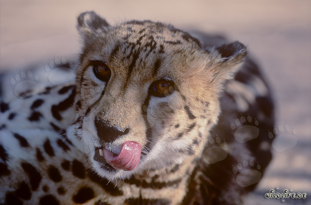 Raro guepardo real muestra su distintiva lengua