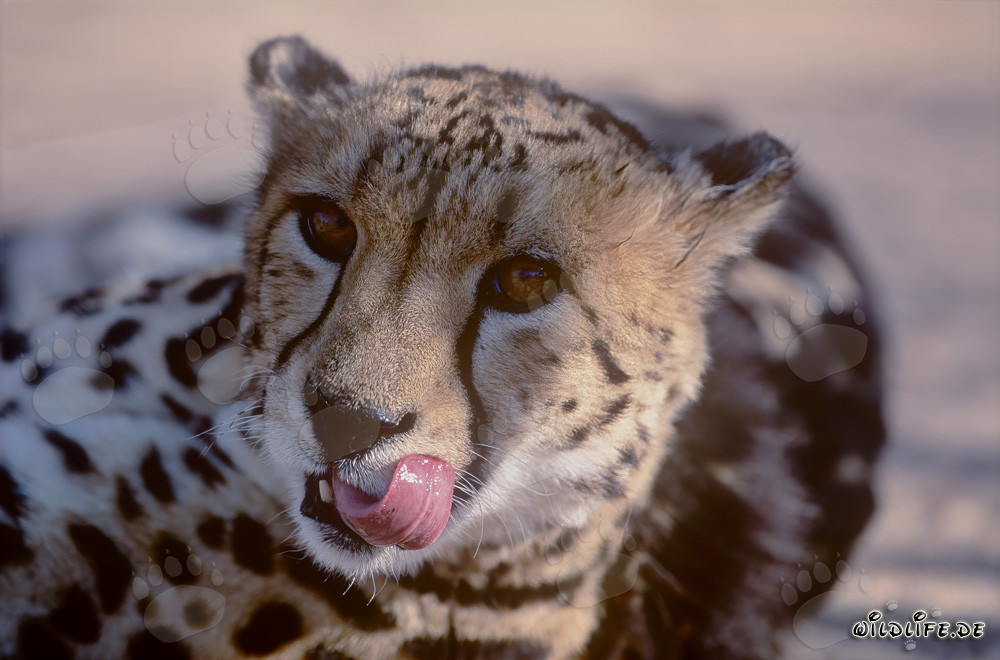 Rare King Cheetah showcasing its distinctive tongue