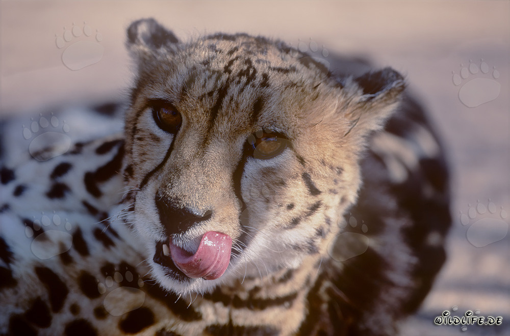 Seltener Königsgepard zeigt seine markante Zunge