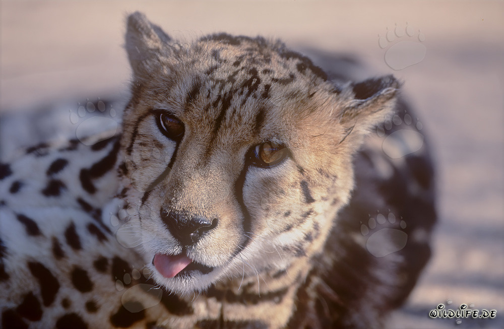 Portrait fascinant d'un guépard royal