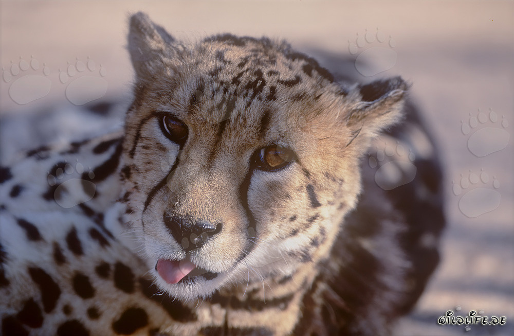 Fascinating Portrait of a King Cheetah