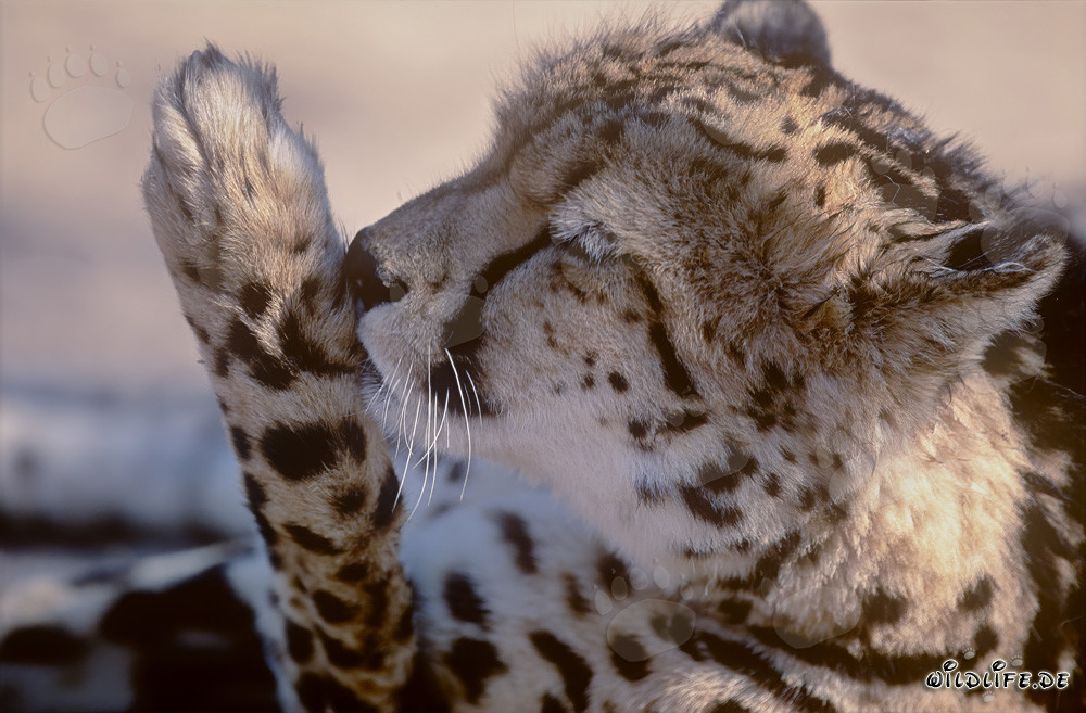 Rare guépard royal nettoie affectueusement sa patte
