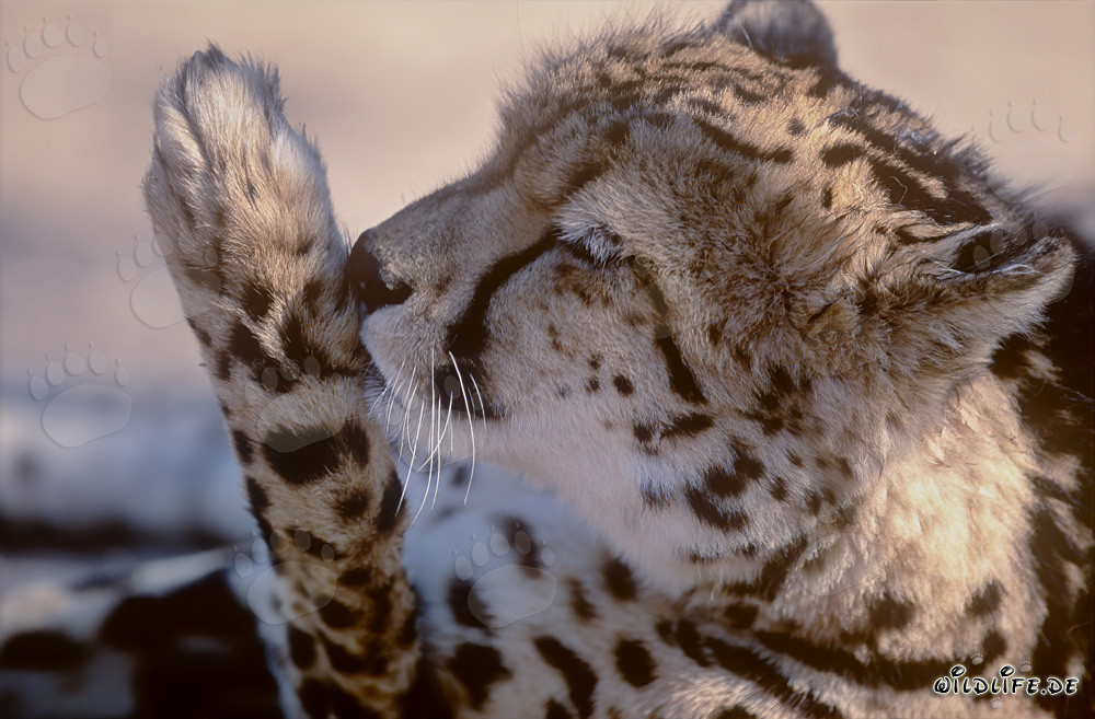 Rare King Cheetah lovingly cleans his paw
