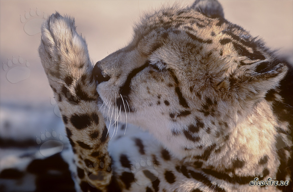 Seltener Königsgepard reinigt liebevoll seine Pfote