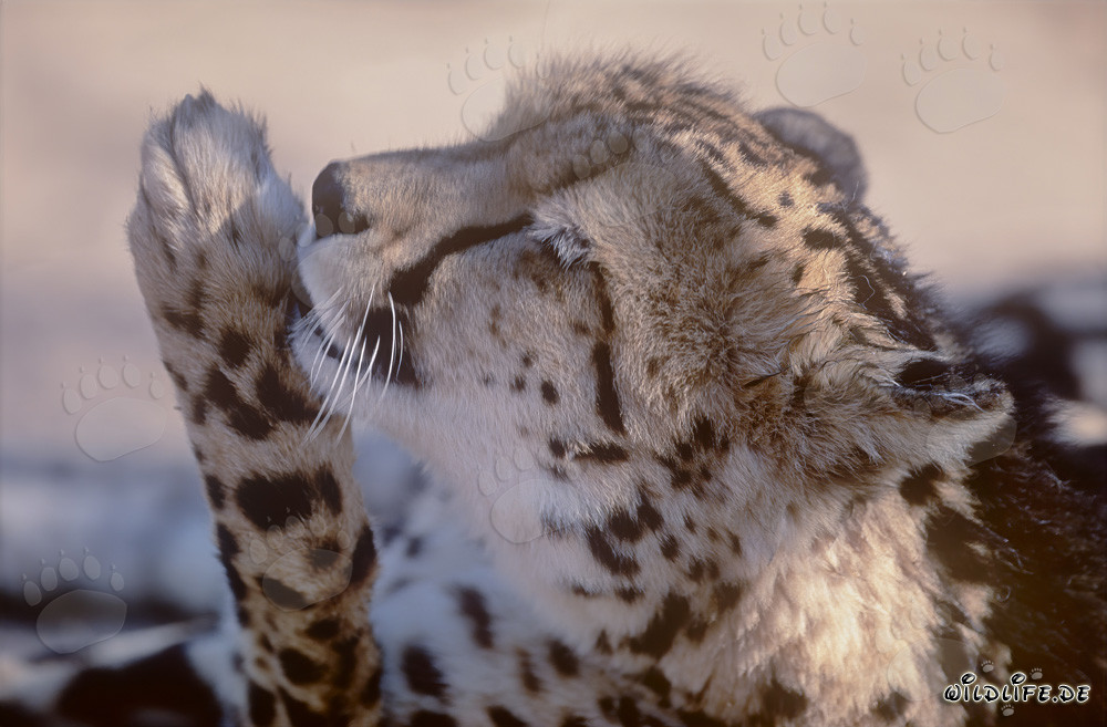 Guepard royal lèche sa patte - Portrait d'un prédateur rare