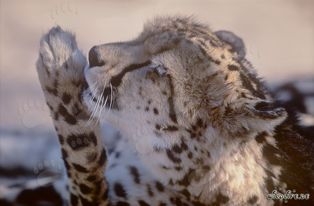 Guepardo real lame su pata - Retrato de un raro depredador