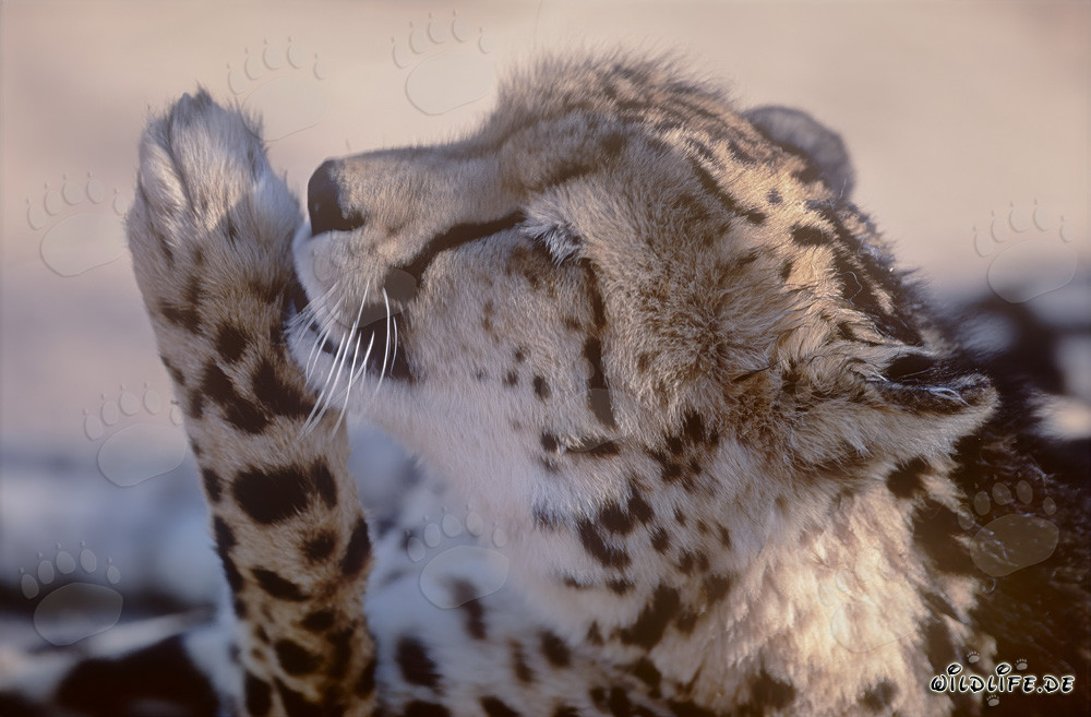 King Cheetah licks its paw - Portrait of a rare predator