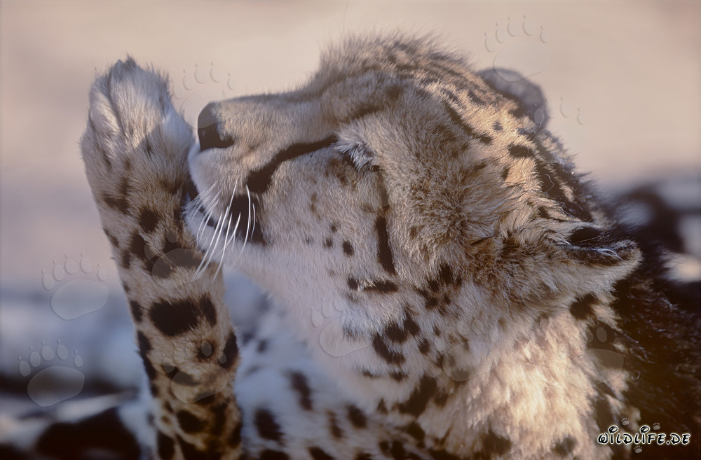 Königsgepard leckt seine Pfote - Porträt eines seltenen Raubtieres