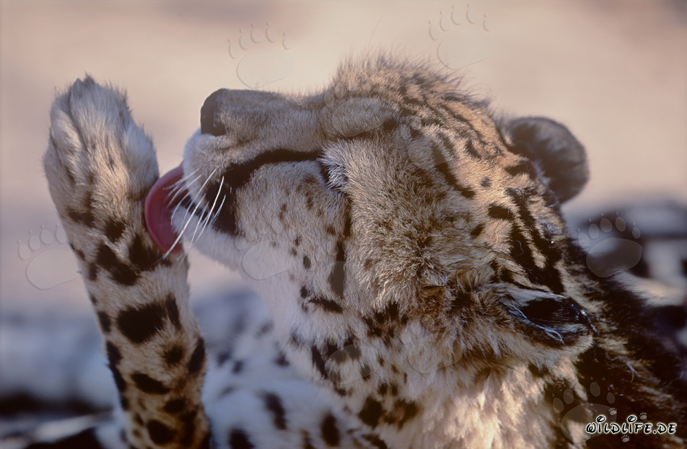 Le majestueux guépard royal prend soin de sa patte avec dévouement