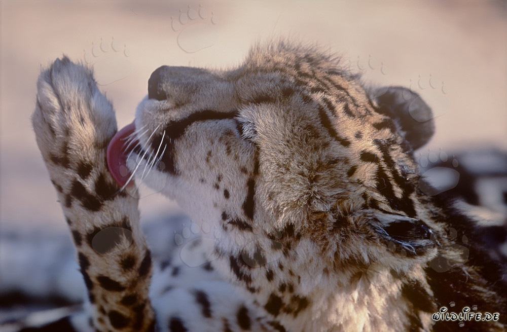 The majestic King Cheetah tenderly cares for his paw