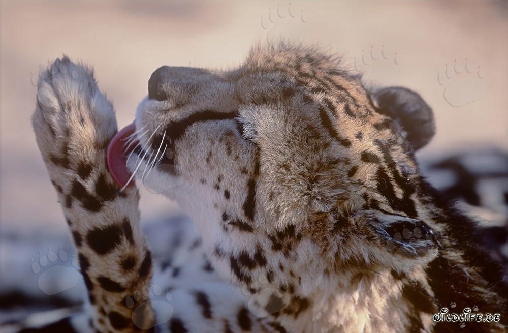 Hingebungsvoll pflegt der majestätische Königsgepard seine Pfote