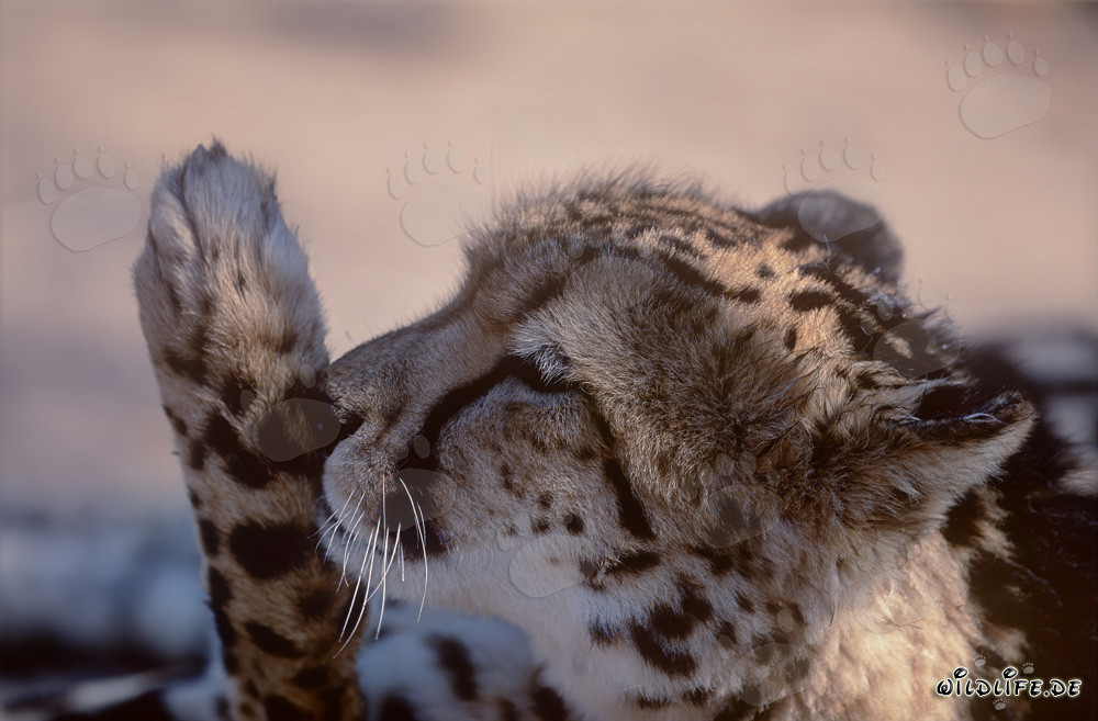 Ghepardo reale lecca la zampa - Felino maestoso in Sudafrica