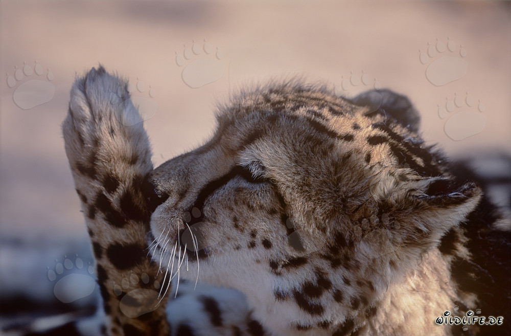 Guépard royal lèche sa patte - Félin majestueux en Afrique du Sud