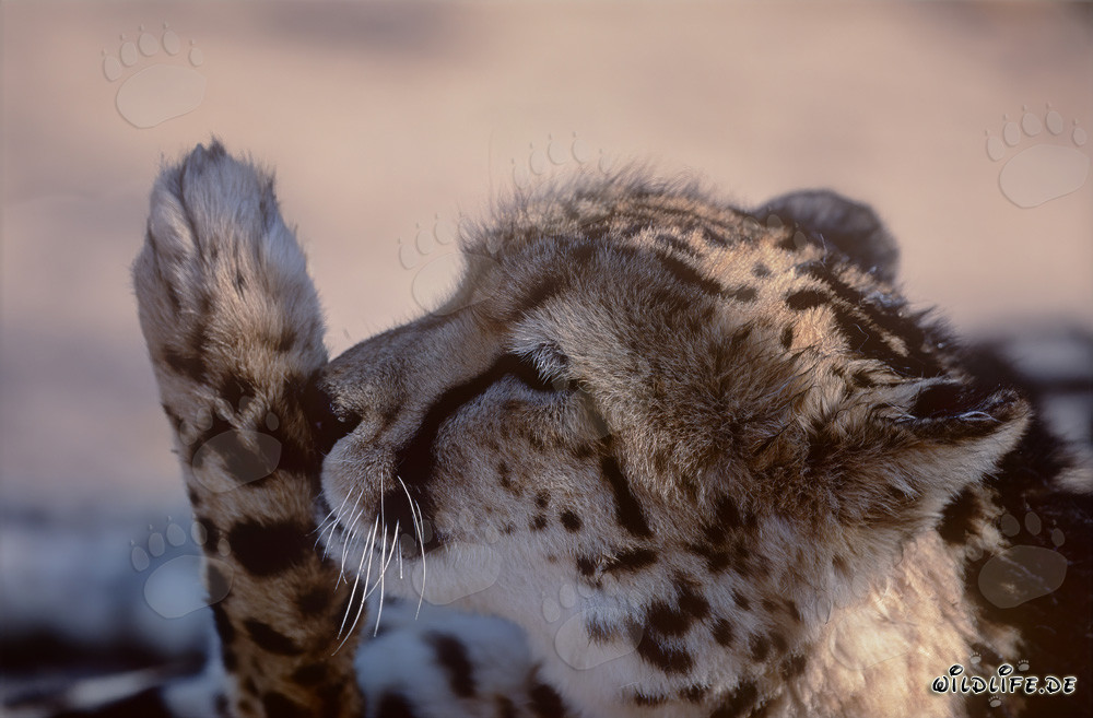 Guepardo real lame su pata - Majestuoso felino en Sudáfrica